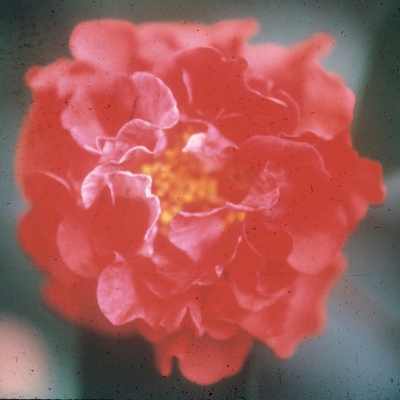 Bill La Rose